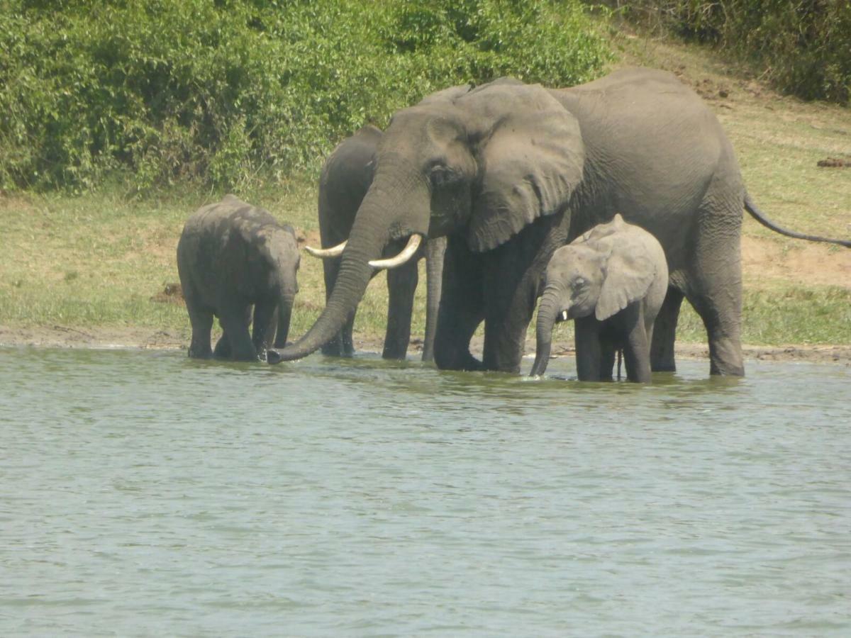 Irungu Forest Safari Lodge Katunguru Bagian luar foto